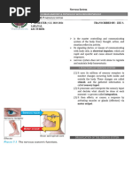 Nervous System