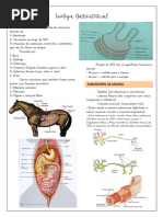 Fisiologia Gastrointestinal - 4 Semestre - 2022