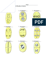 Meiosis Picture Labels KEY