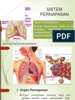 Anatomi Sistem Pernapasan