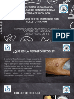 Feohifomicosis Por Colletotrichum