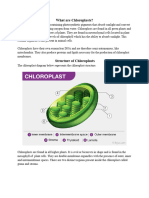 Chloroplast