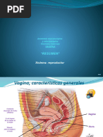 4.-Anat Gen Int Fem Vagina Resumen