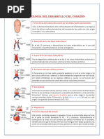 Embriologia Del Desarrollo Del Corazón