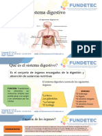 Sistema Digestivo