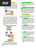 Nervous System - Summary (Part 1)