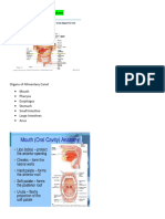 Organs of The Digestive System-1