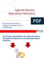 Fisiologia Sistema Reprodutor Masculino