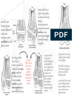 Clasificare Salter-Harris-1