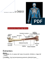 3 Bgu Sistema Óseo Diapositva..