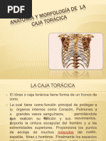 Anatomaymorfologadelacajatorcica 150127223832 Conversion Gate02