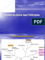 Morfologia Bacteriana