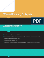 Lec # 6 Inflammation & Healing