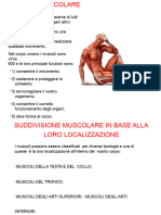 Copia Di IL SISTEMA MUSCOLARE