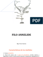 Filo Anellide