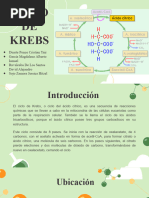 Ciclo de Krebs