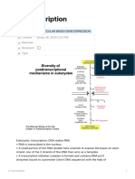 L1 Transcription