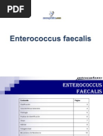 Enterococcus Faecalis