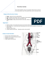 Excretory System