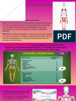 Esqueleto Apendicular Proyecto 4 Sem 2