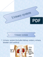 Urinary System