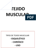 Tejido Muscular