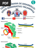 Tercera Semana Gastrulación