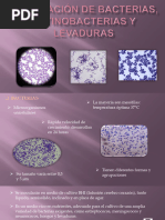 Inoculación de Bacterias, Actino y Levaduras 2021-1