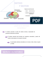 Expo Neurociencias-Sistema Sensitivo y Motor