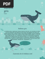 Ballena Gris