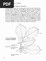 Paroi Cellulaire Bis