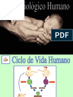 Sistema Reprodutor Humano