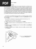 Procaryotes