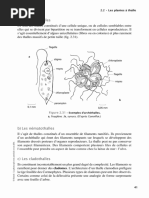 Plasmides Auto