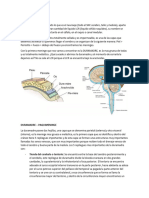 Las Meninges