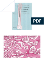 Lecture: Bone Deposition