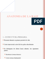 Anatomía Raíz