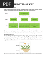 Primary Plant Body Brainiac ?