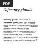 Olfactory Glands - Wikipedia