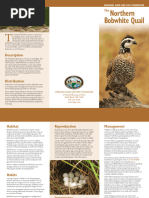 The Northern Bobwhite