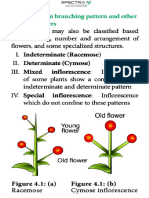 Inflorescence and Fruit