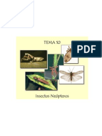 Tema 10. Insectos Neópteros