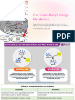 The Human Bodys Energy Metabolism