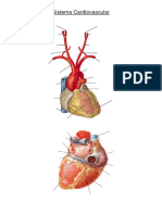 Atividade Fixação Anatomia 2