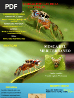 Mosca Del Mediterraneo Miguel Armando Marquez de La Cruz