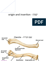 יסמין אוריגין אינסרצין גפיים