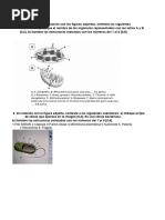 Preguntas de Biologia Imagenes Citologia