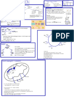 Cell Respiration Notes IB