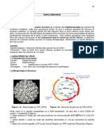 6 Papillomavirus