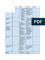 Lista de Musculos de Porcion Superior